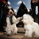 Illustration for article titled Scenes From A Doggy Rock Show